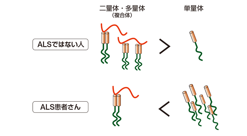 図3：ALS患者さんと、ALSではない人のTDP-43の違い（文献5より作図）