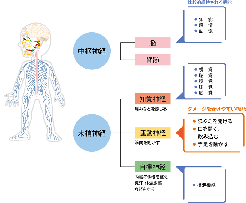 ALSでダメージを受けやすい身体機能と比較的維持される機能（神経分類）