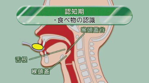 認知期