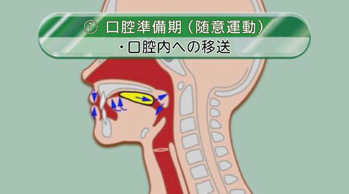 口腔準備期