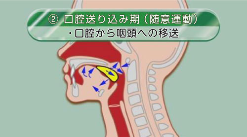 口腔送り込み期